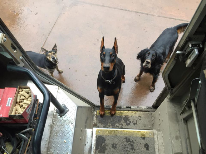 UPS Driver Shares Photos Of The Cutest Dogs He Meets On Routes
