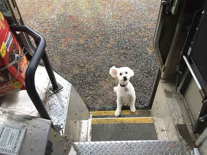 UPS Driver Shares Photos Of The Cutest Dogs He Meets On Routes