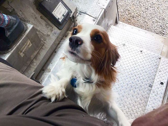 UPS Driver Shares Photos Of The Cutest Dogs He Meets On Routes