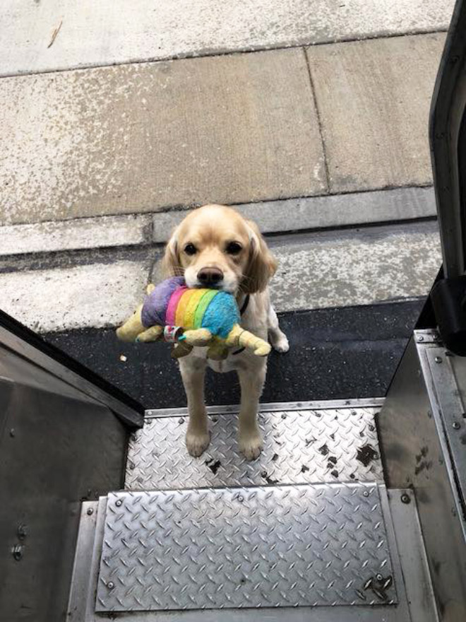 UPS Driver Shares Photos Of The Cutest Dogs He Meets On Routes