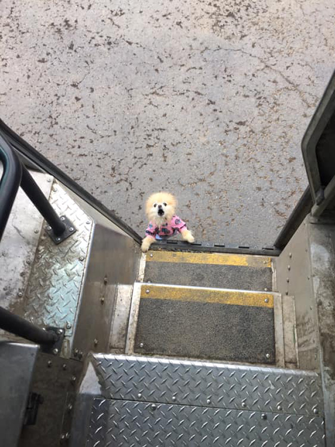 UPS Driver Shares Photos Of The Cutest Dogs He Meets On Routes