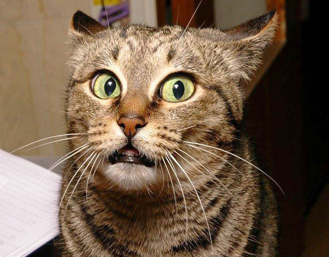 When Your Cat Meows, And You Meow Back…