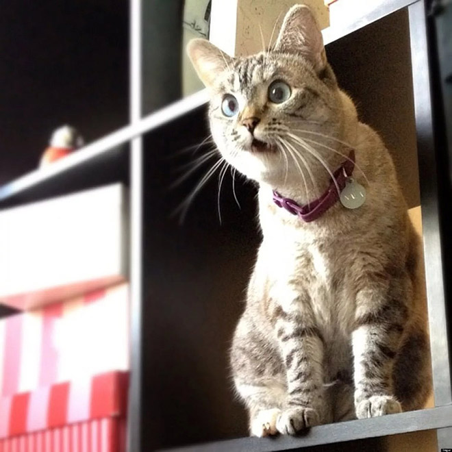 When Your Cat Meows, And You Meow Back…