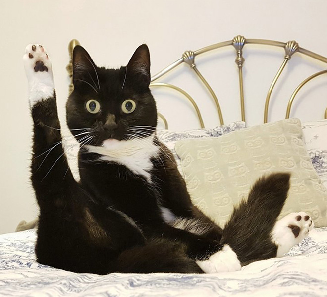 When Your Cat Meows, And You Meow Back…