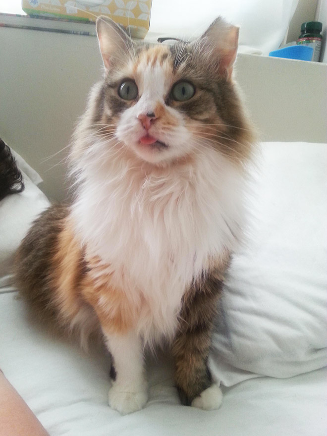When Your Cat Meows, And You Meow Back…