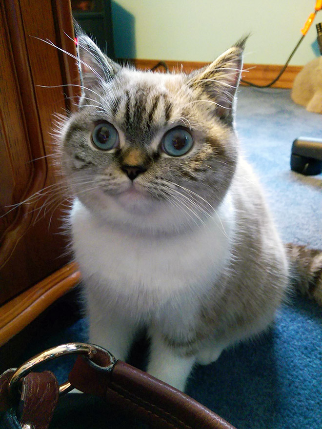 When Your Cat Meows, And You Meow Back…