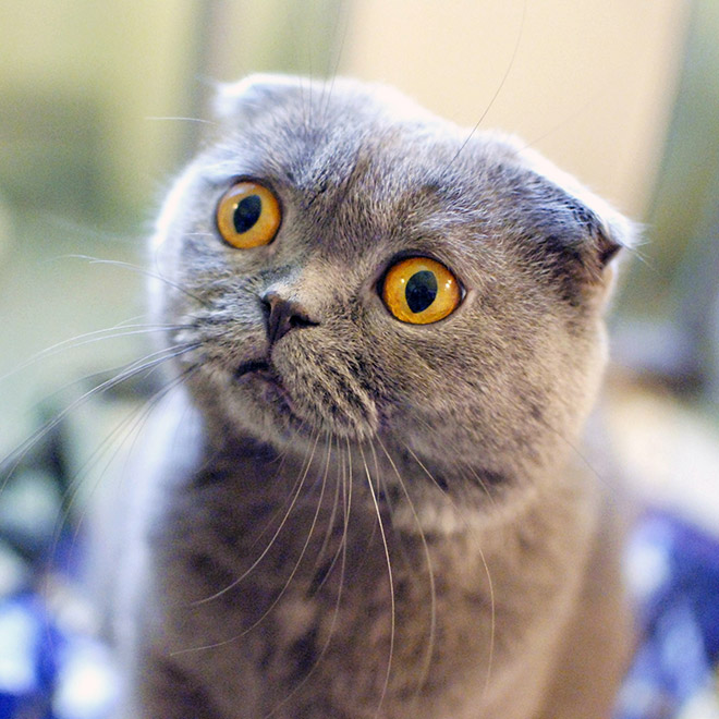 When Your Cat Meows, And You Meow Back…