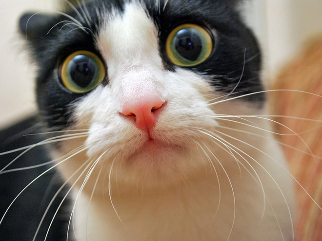 When Your Cat Meows, And You Meow Back…
