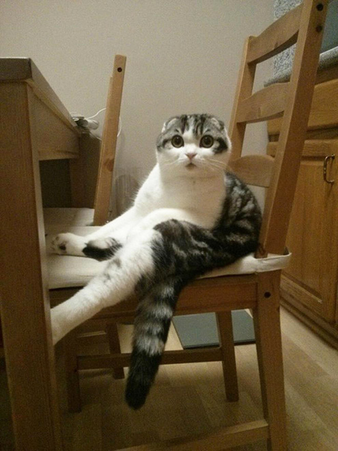 When Your Cat Meows, And You Meow Back…