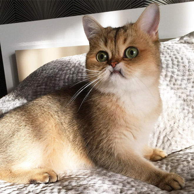 When Your Cat Meows, And You Meow Back…