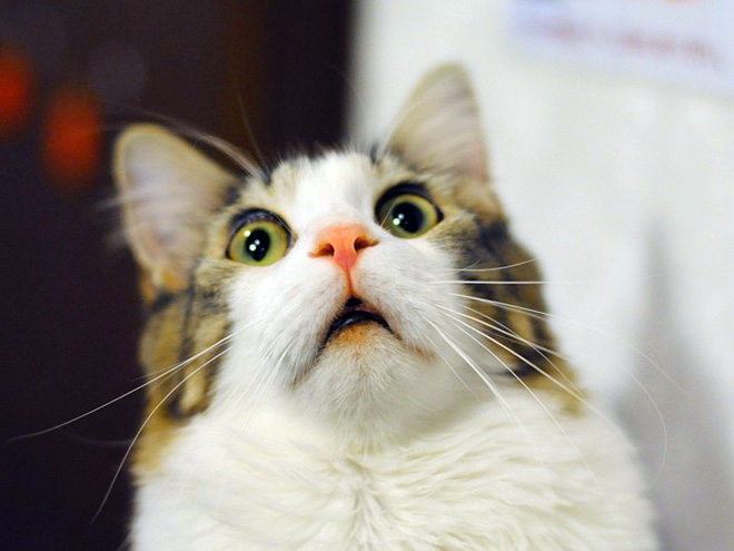 When Your Cat Meows, And You Meow Back…