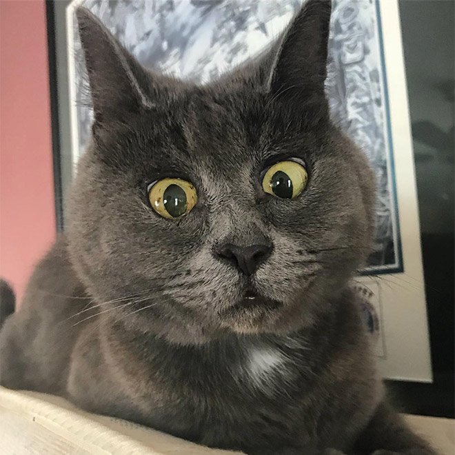 When Your Cat Meows, And You Meow Back…