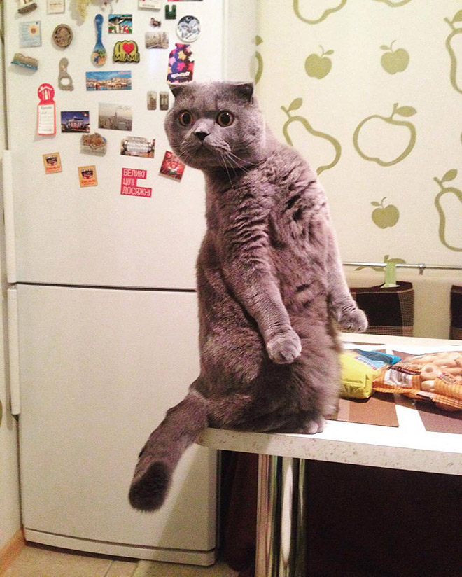 When Your Cat Meows, And You Meow Back…