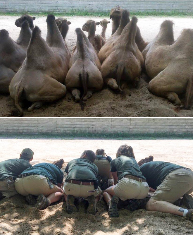 When Zookeepers Have Too Much Free Time…