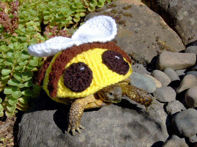 Winter 2020 Tortoise Fashion