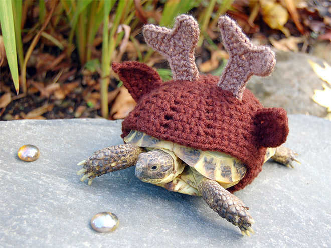 Winter 2020 Tortoise Fashion