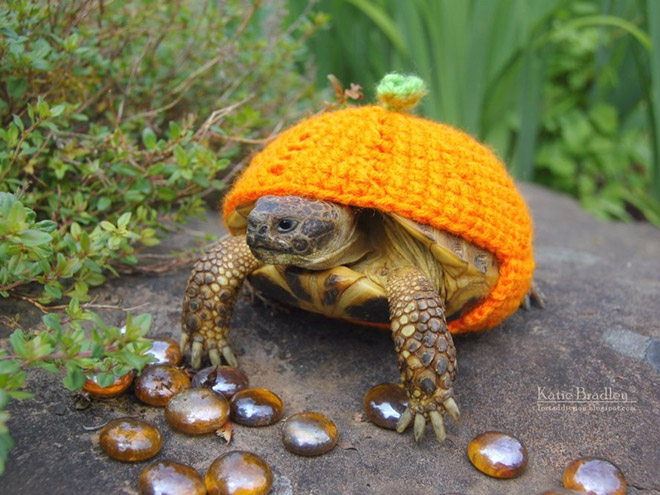 Winter 2020 Tortoise Fashion