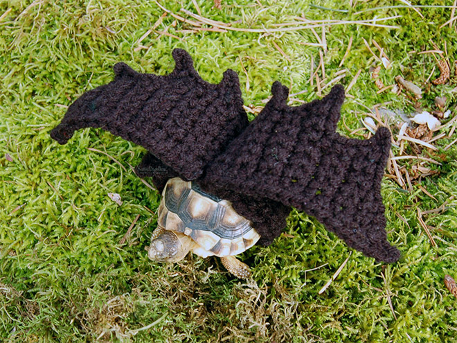 Winter 2020 Tortoise Fashion