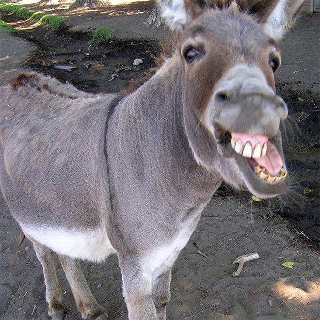 World’s Greatest Gallery of Laughing Donkeys