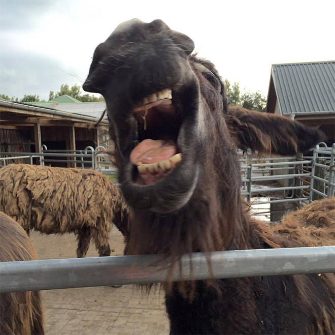World’s Greatest Gallery of Laughing Donkeys