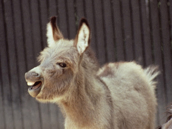 World’s Greatest Gallery of Laughing Donkeys