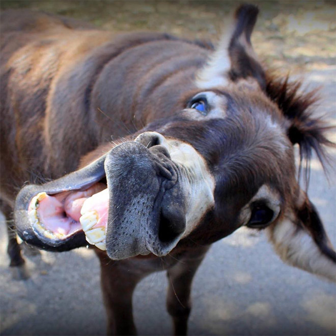 World’s Greatest Gallery of Laughing Donkeys
