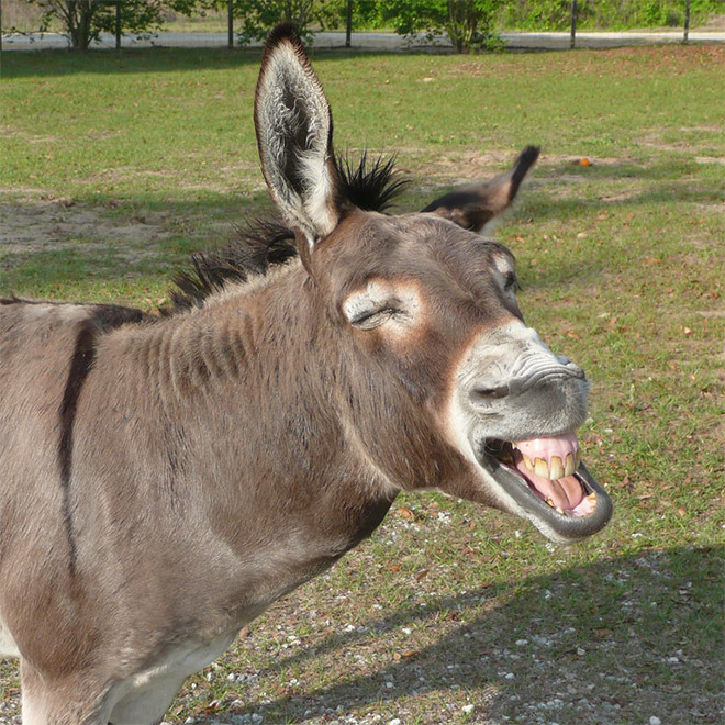 World’s Greatest Gallery of Laughing Donkeys
