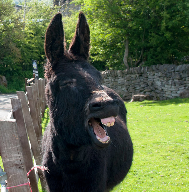 World’s Greatest Gallery of Laughing Donkeys