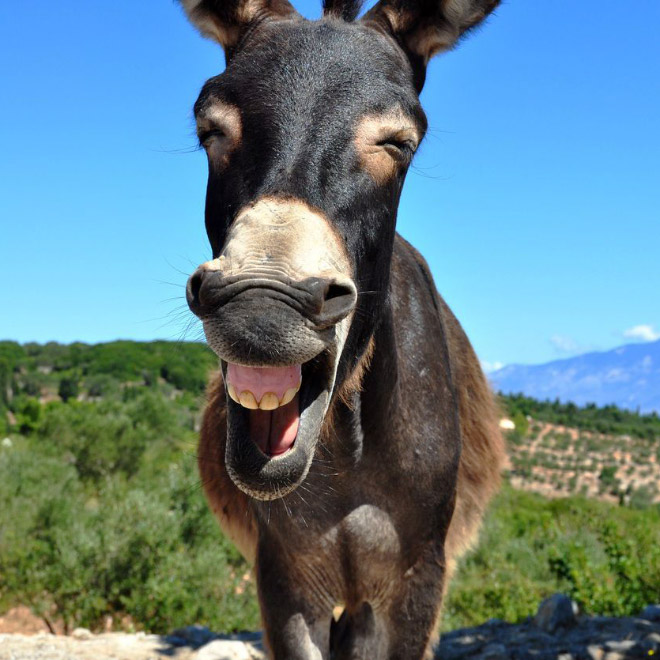World’s Greatest Gallery of Laughing Donkeys
