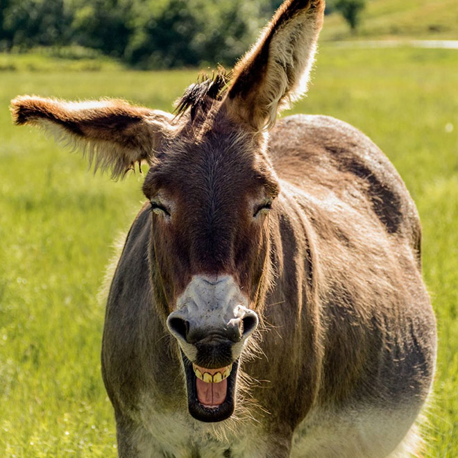 World’s Greatest Gallery of Laughing Donkeys