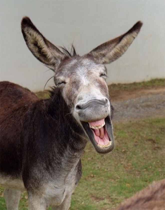 World’s Greatest Gallery of Laughing Donkeys