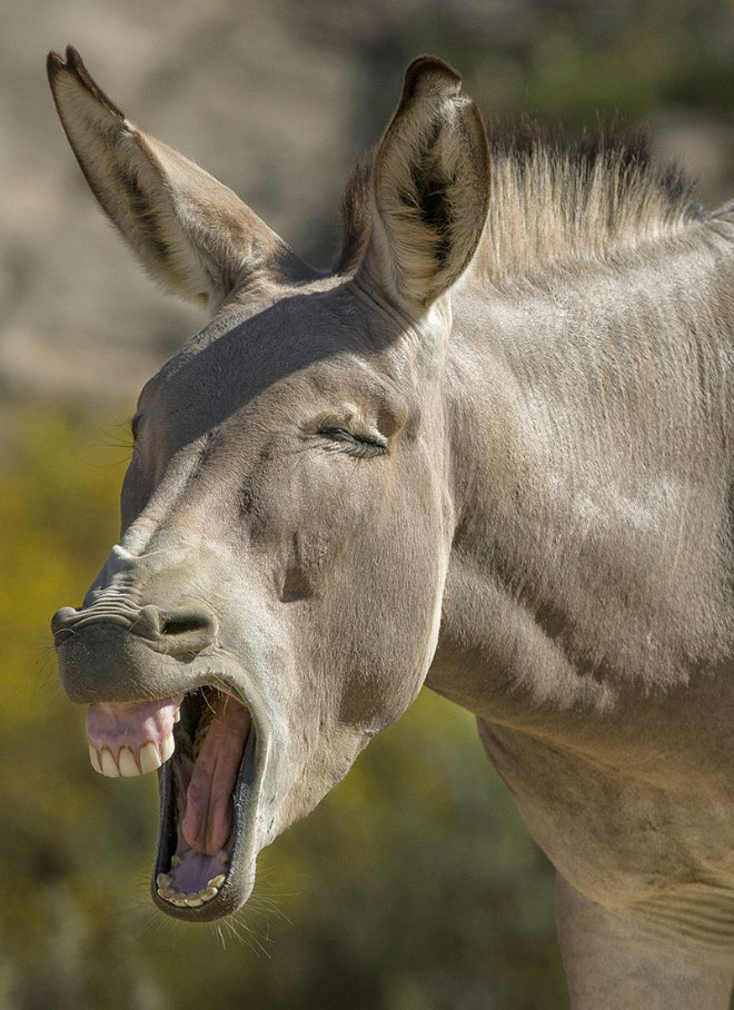 World’s Greatest Gallery of Laughing Donkeys