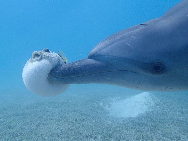 World’s Greatest Gallery of Round Animals (Not Photoshopped!)