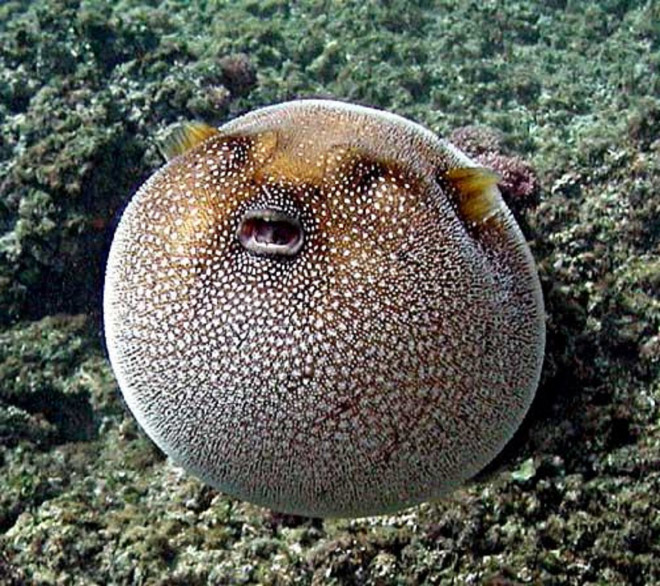 World’s Greatest Gallery of Round Animals (Not Photoshopped!)