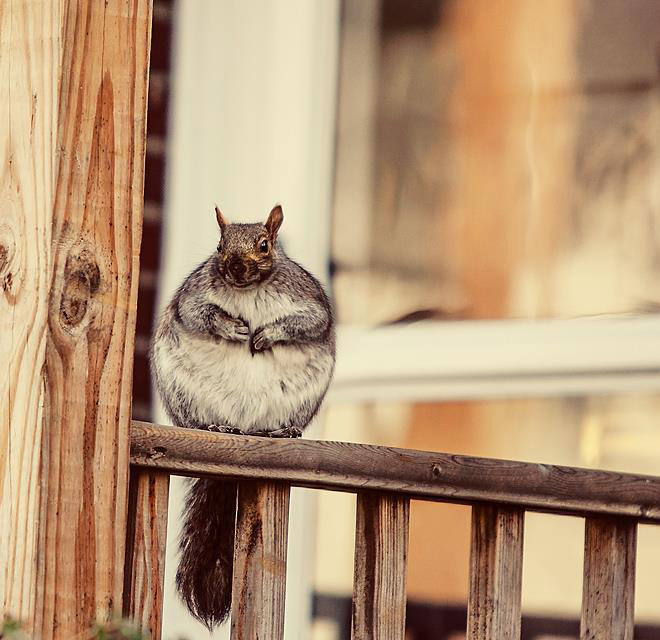 World’s Greatest Gallery of Round Animals (Not Photoshopped!)