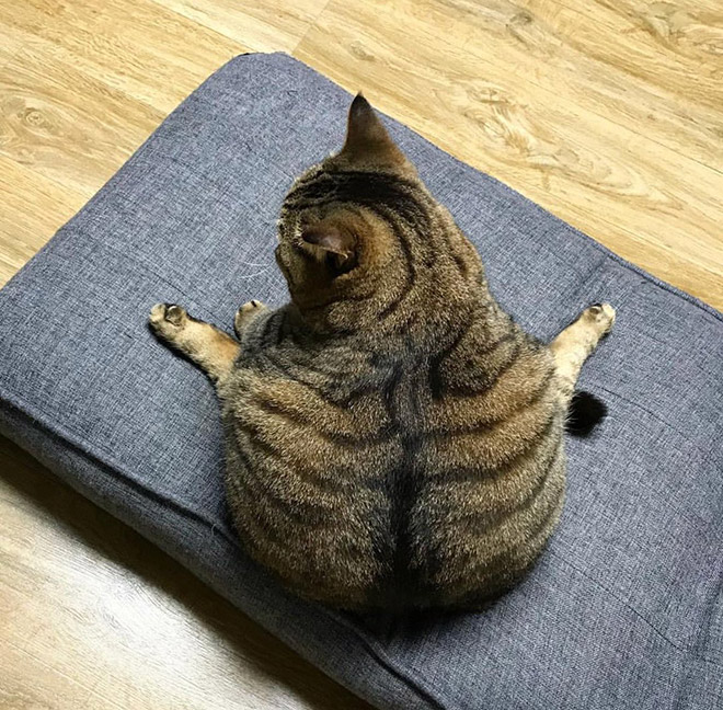 World’s Greatest Gallery of Round Animals (Not Photoshopped!)