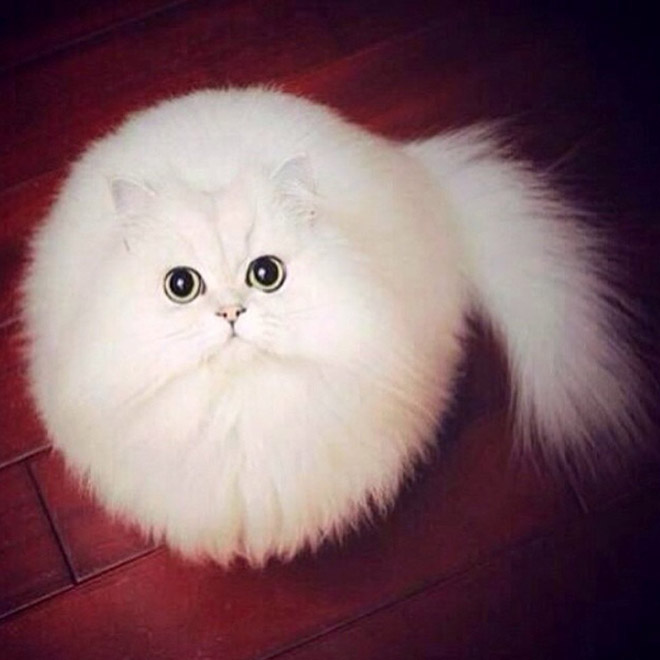 World’s Greatest Gallery of Round Animals (Not Photoshopped!)