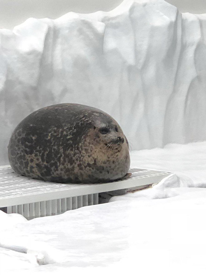 World’s Greatest Gallery of Round Animals (Not Photoshopped!)