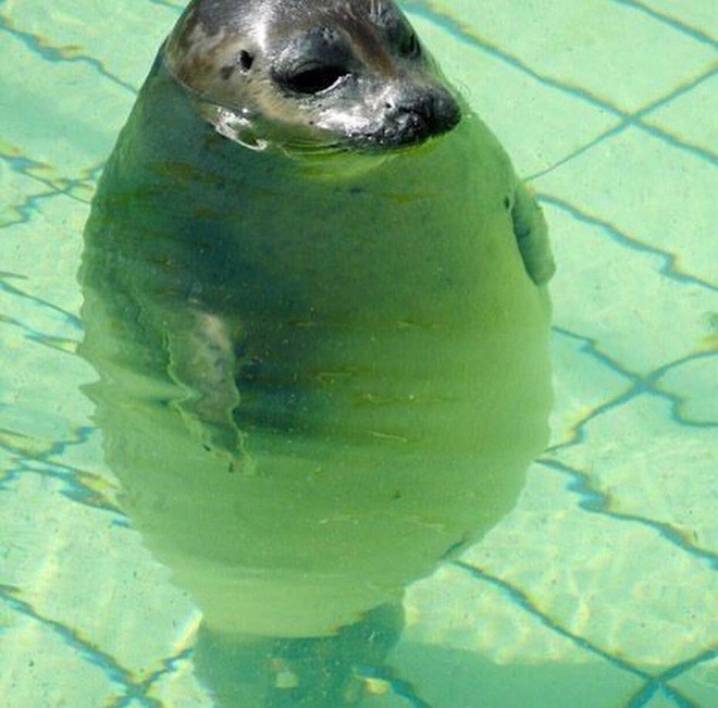 World’s Greatest Gallery of Round Animals (Not Photoshopped!)