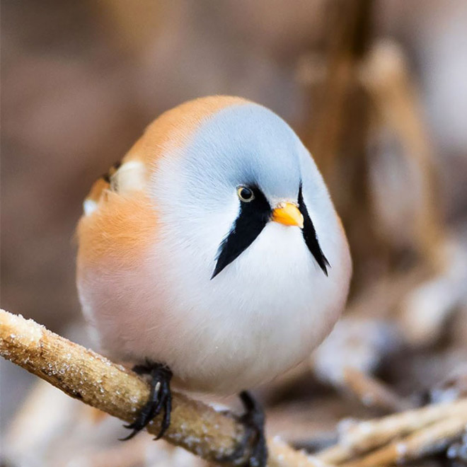 World’s Greatest Gallery of Round Animals (Not Photoshopped!)