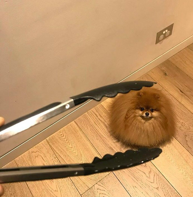 World’s Greatest Gallery of Round Animals (Not Photoshopped!)