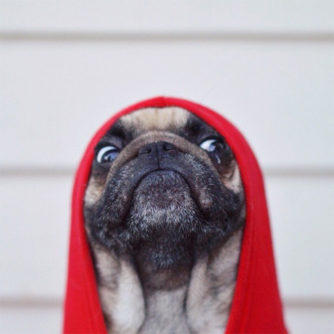 World’s Greatest Pug Portraits by Jeremy Veach