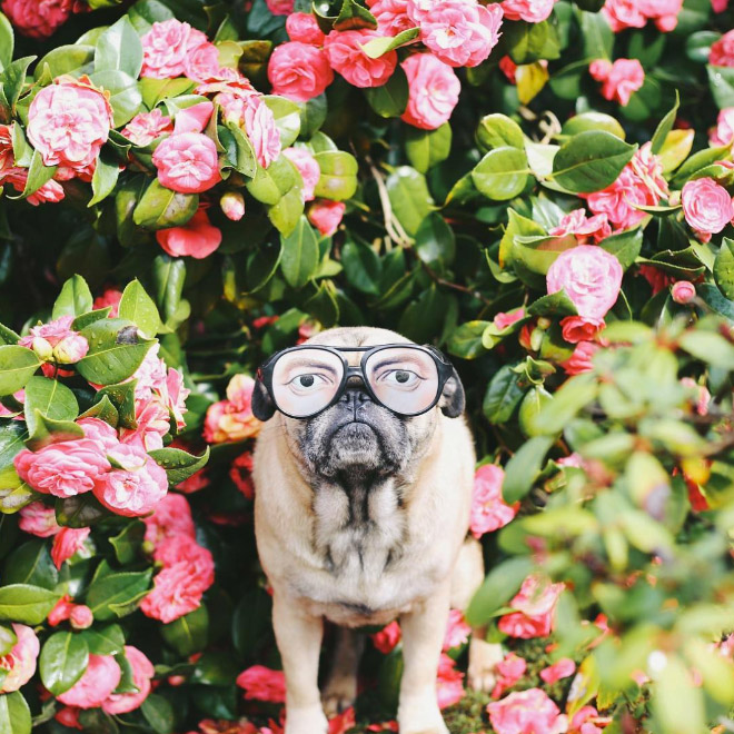 World’s Greatest Pug Portraits by Jeremy Veach