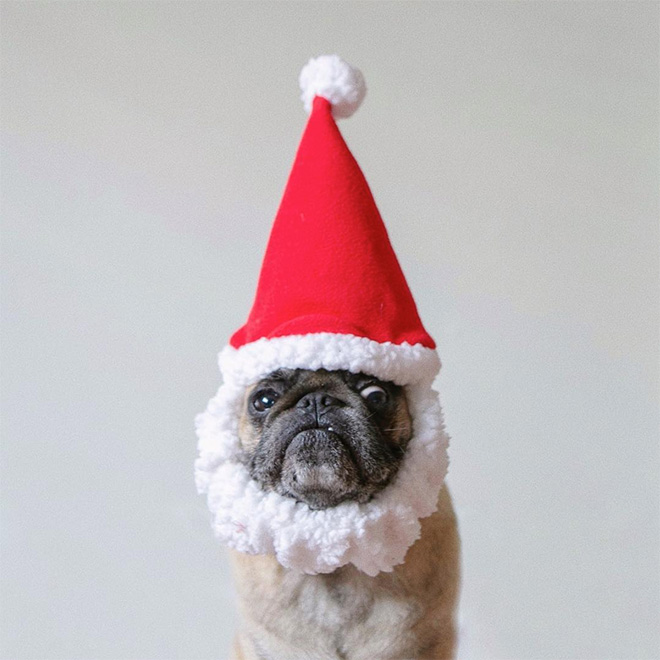 World’s Greatest Pug Portraits by Jeremy Veach