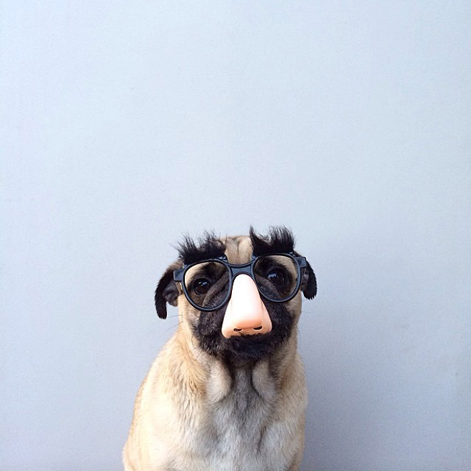 World’s Greatest Pug Portraits by Jeremy Veach