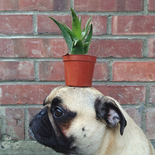 World’s Greatest Pug Portraits by Jeremy Veach