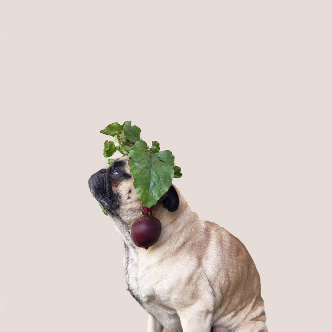 World’s Greatest Pug Portraits by Jeremy Veach