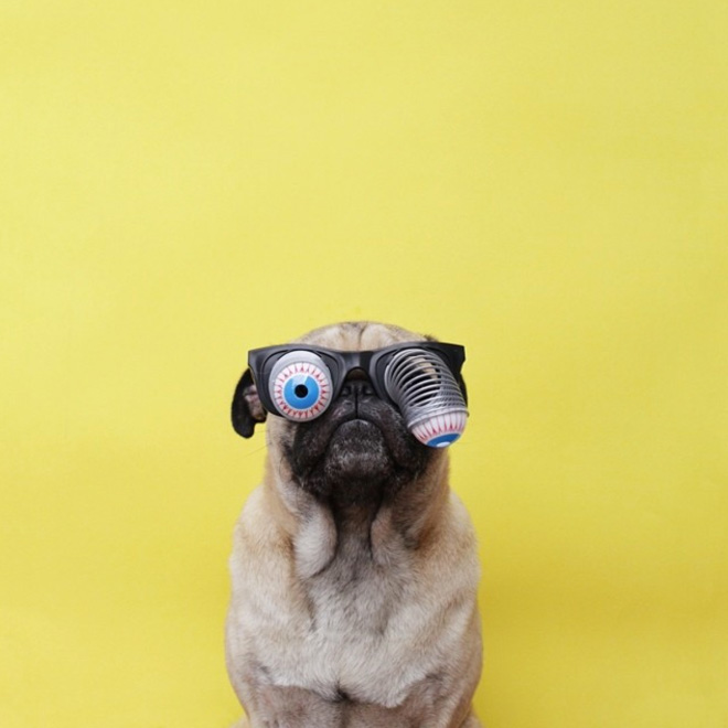 World’s Greatest Pug Portraits by Jeremy Veach