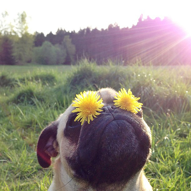 World’s Greatest Pug Portraits by Jeremy Veach