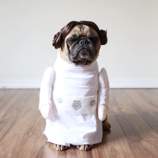 World’s Greatest Pug Portraits by Jeremy Veach